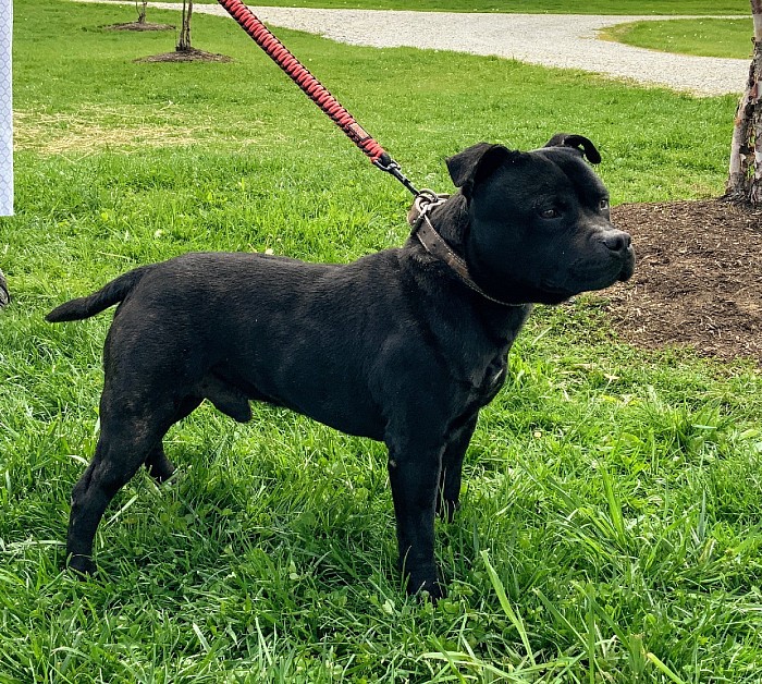 Blue staffordshire store bull terrier breeders